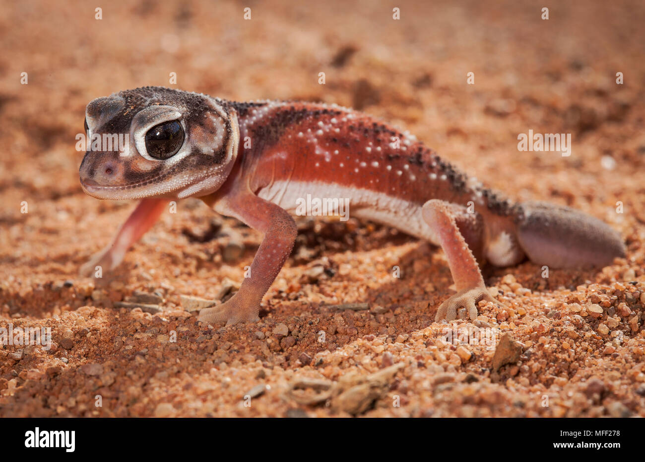 Smooth Knob-tailed Gecko (Nephrurus levis), Fam. Carphodactylidae, The replacement tail does not feature a terminal knob, Mulyangarie Station, South A Stock Photo