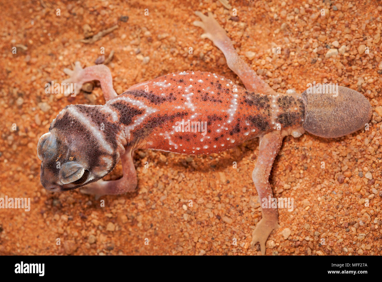 Smooth Knob-tailed Gecko (Nephrurus levis), Fam. Carphodactylidae, The replacement tail does not feature a terminal knob, Mulyangarie Station, South A Stock Photo