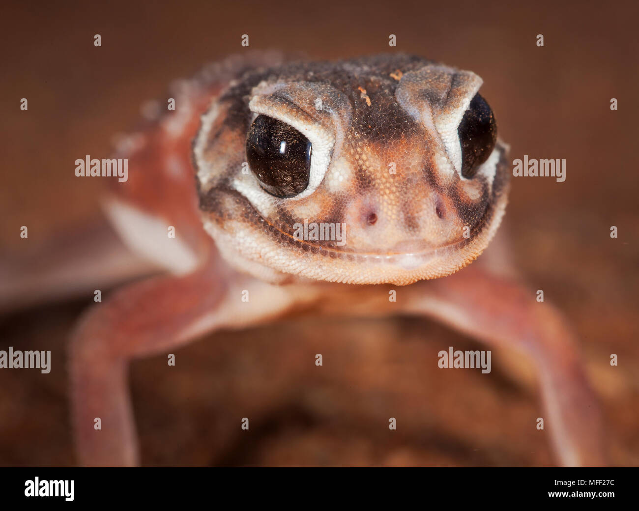 Smooth Knob-tailed Gecko (Nephrurus levis), Fam. Carphodactylidae, Mulyangarie Station, South Australia, Australia Stock Photo