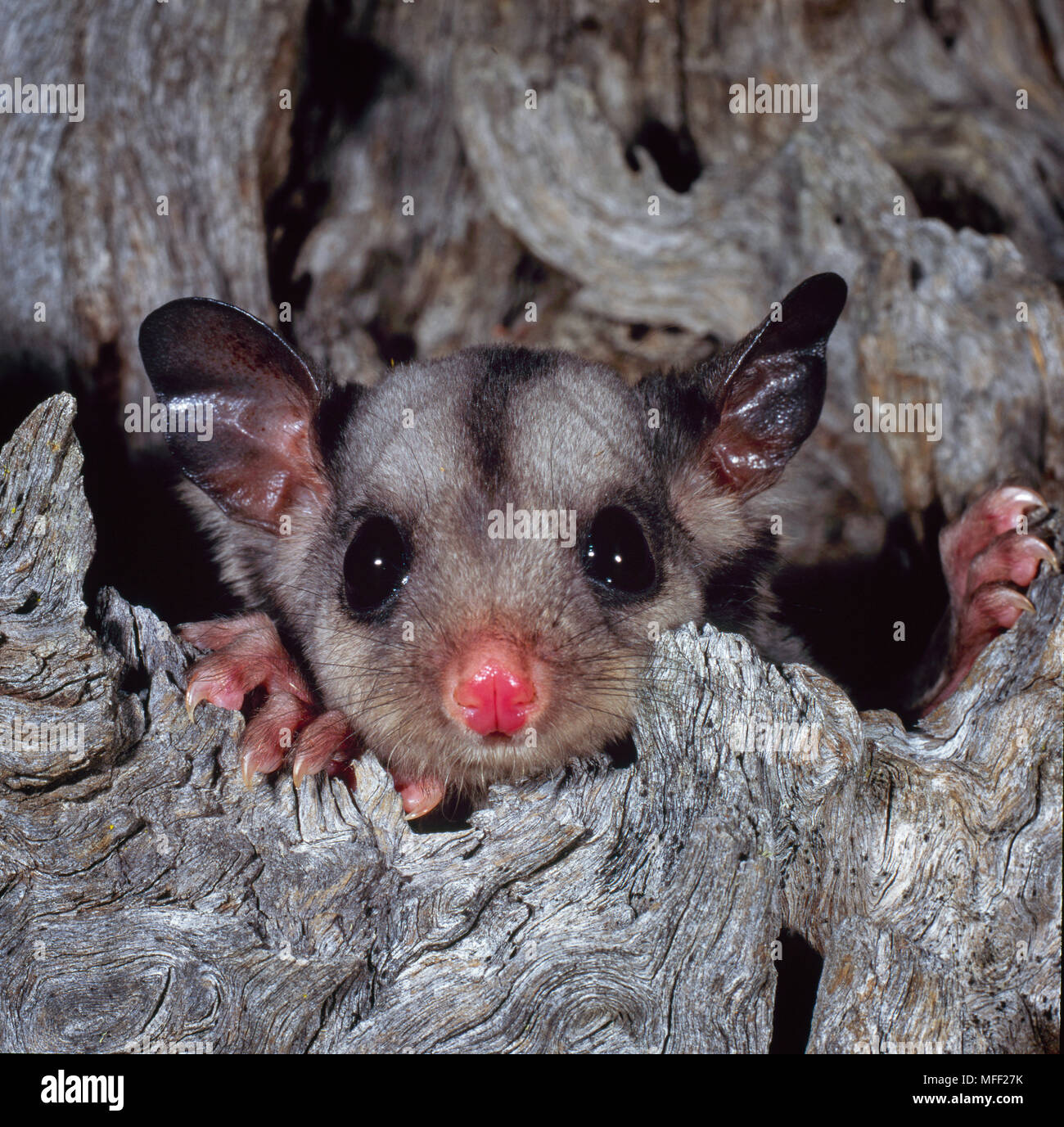 Sugar Glider (Petaurus breviceps), Fam. Petauridae, Marsupialia, Captive individual, New South