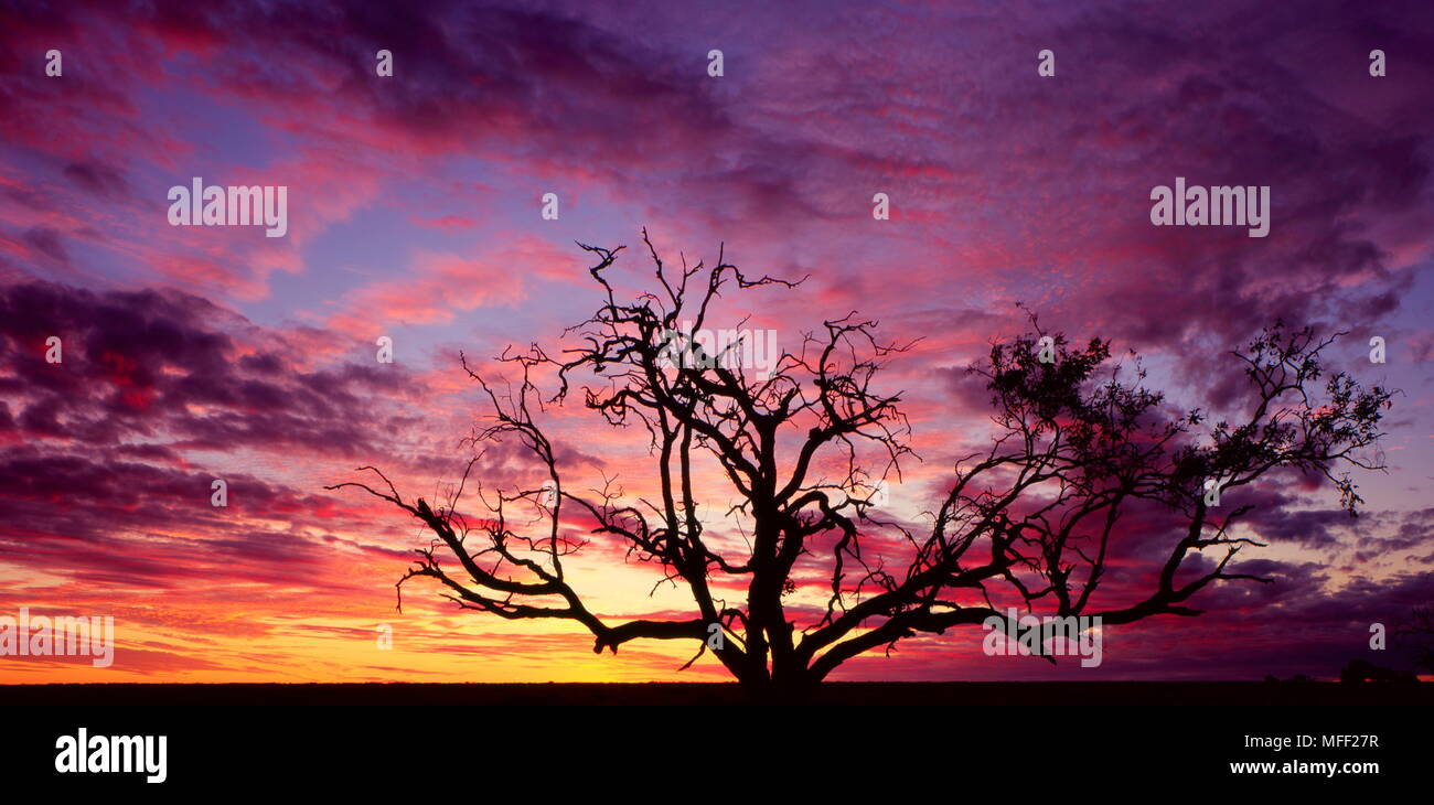 Astrebla downs national park hires stock photography and images Alamy