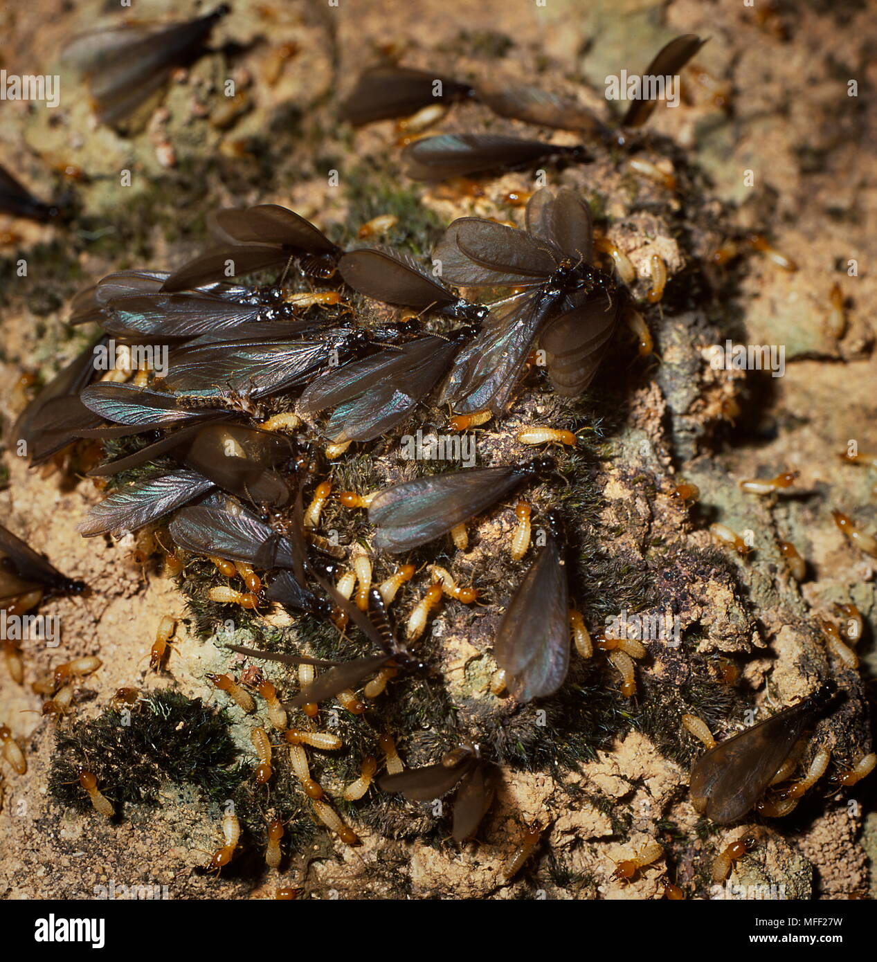 Termites 0003 Hi Res Stock Photography And Images Alamy