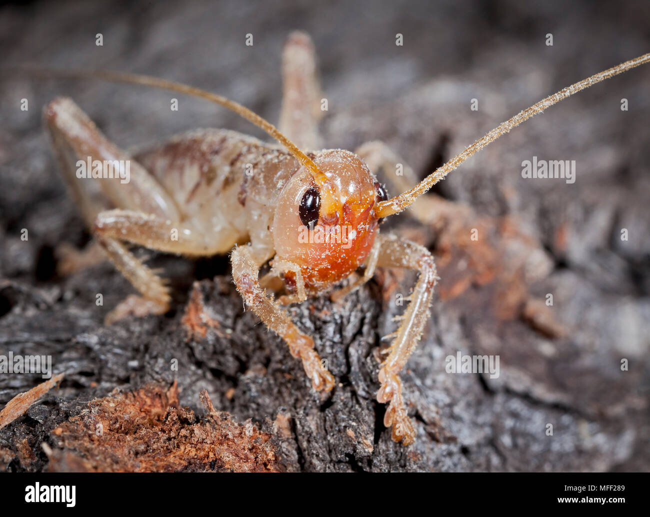 Wood Cricket, Fam. Gryllacrididae, Carnarvon Gorge National Park, Queensland, Australia Stock Photo