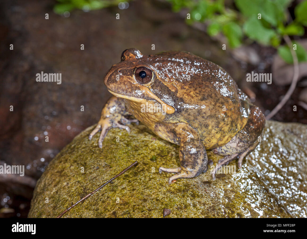 Banjo Frog (Limnodynastes dumerolii), Fam. Myobatrachidae