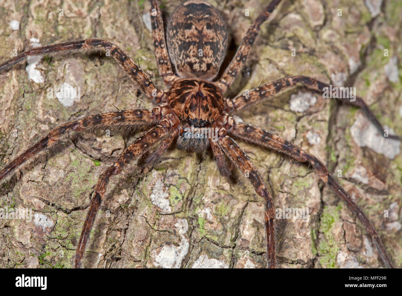 Brown Huntsman Spider (Heteropoda spp.), Fam. Sparassida, Myall Lakes National Park, New South Wales, Australia Stock Photo