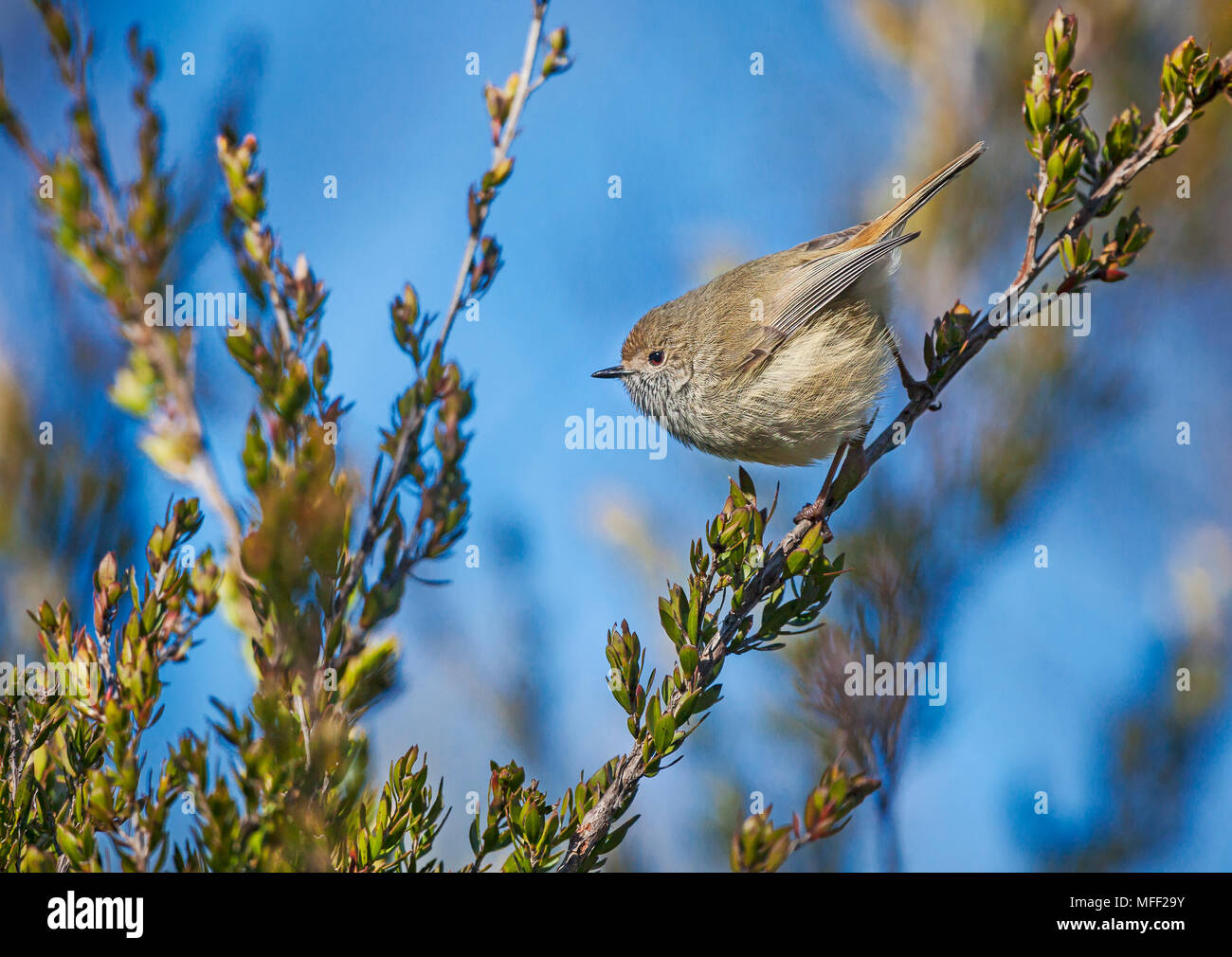 Brown Thornbill (Acanthiza pusilla), Fam. Pardalotidae, New England National Park, New South Wales, Australia Stock Photo