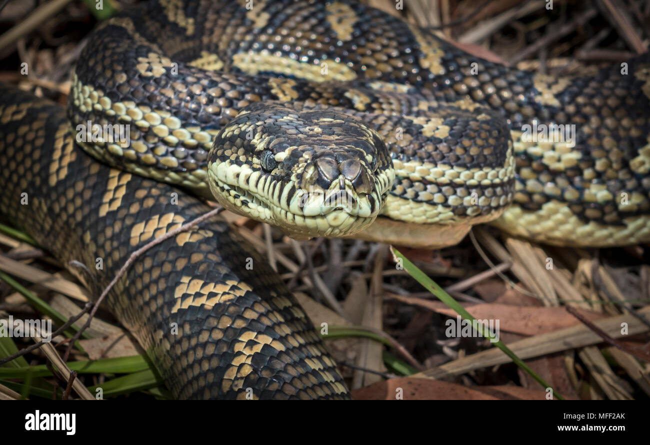 Carpet Python (Morelia spilota variegata), Fam. Boidae, Guy Fawkes ...