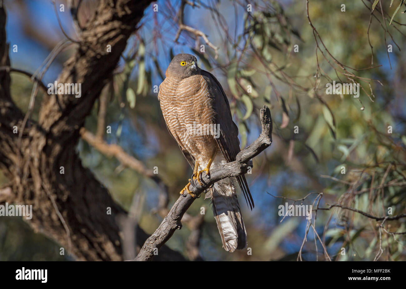 Collared Sparrowhawk (Accipiter cirrhocephalus), Fam. Accipitridae, Female, Mulyangarie Station, South Australia, Australia Stock Photo