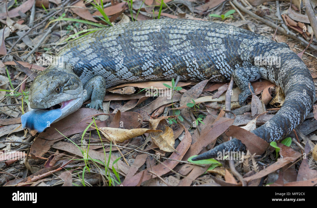 Eastern Bluetongue (Tiliqua scincoides), Fam. Scincidae, Flicking its blue tongue this larke skink tries to deter predators, Guy Fawkes national Park, Stock Photo