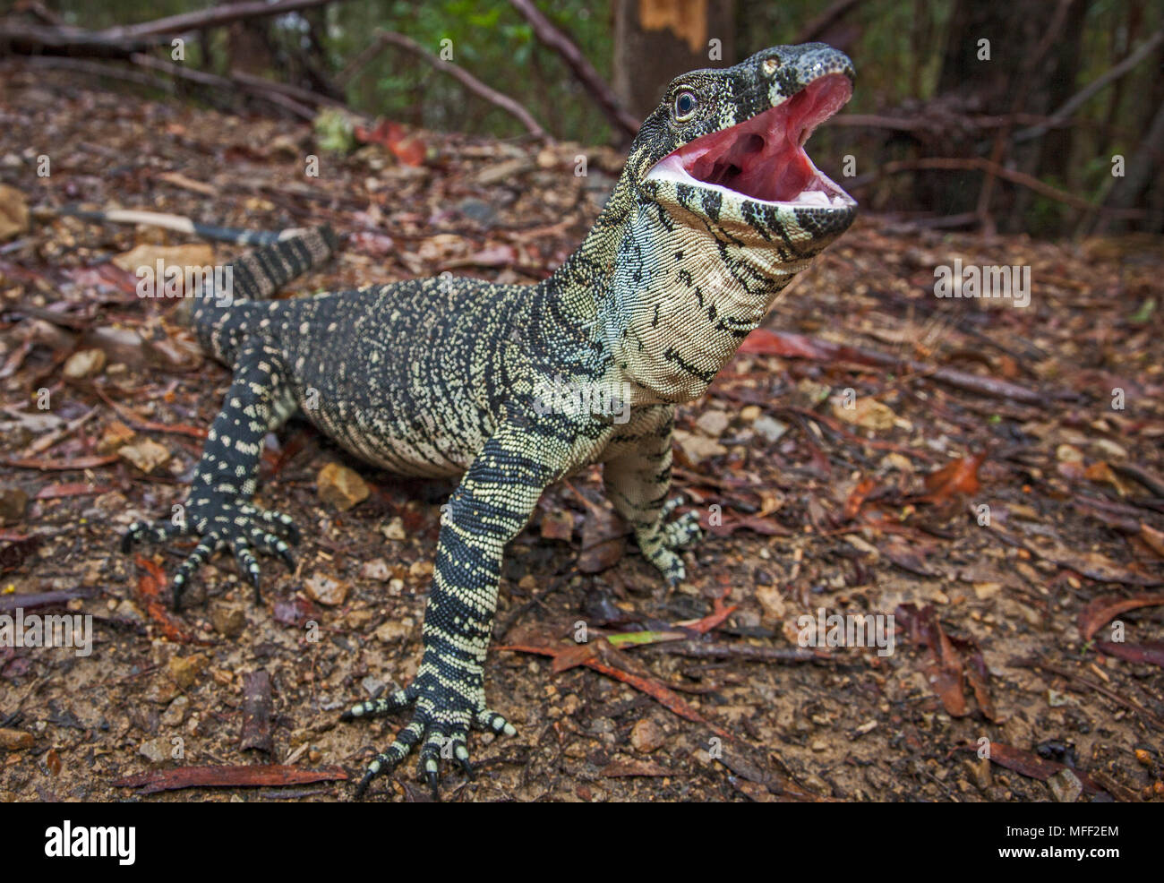 Lace Monitor (Varanus varius), varanidae, Guy Fawkes National Park, New ...