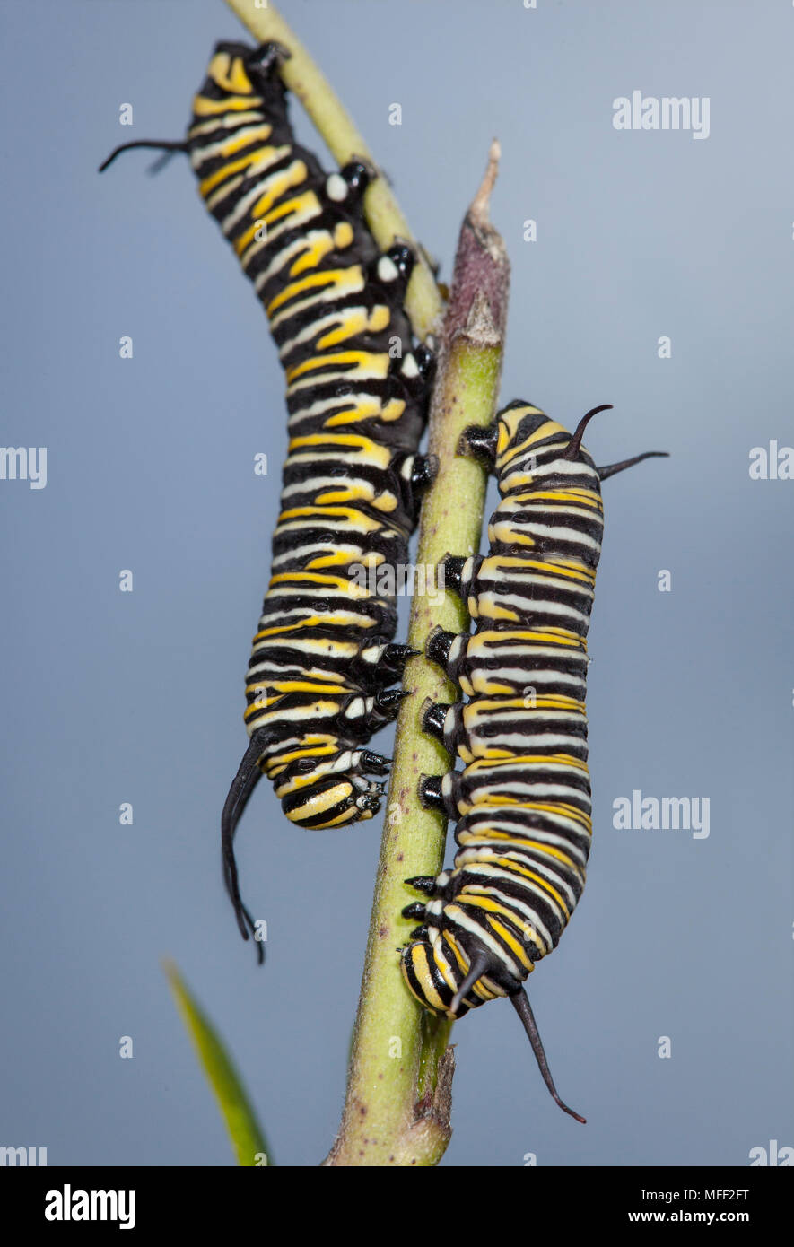 Monarch Caterpillar (Danaus plexippus) feeding on Narrow-Leaf Cotton Bush  (Gomphocarpus fruticosus), Fam. Nymphalidae, Lepidoptera, Species is introd Stock Photo