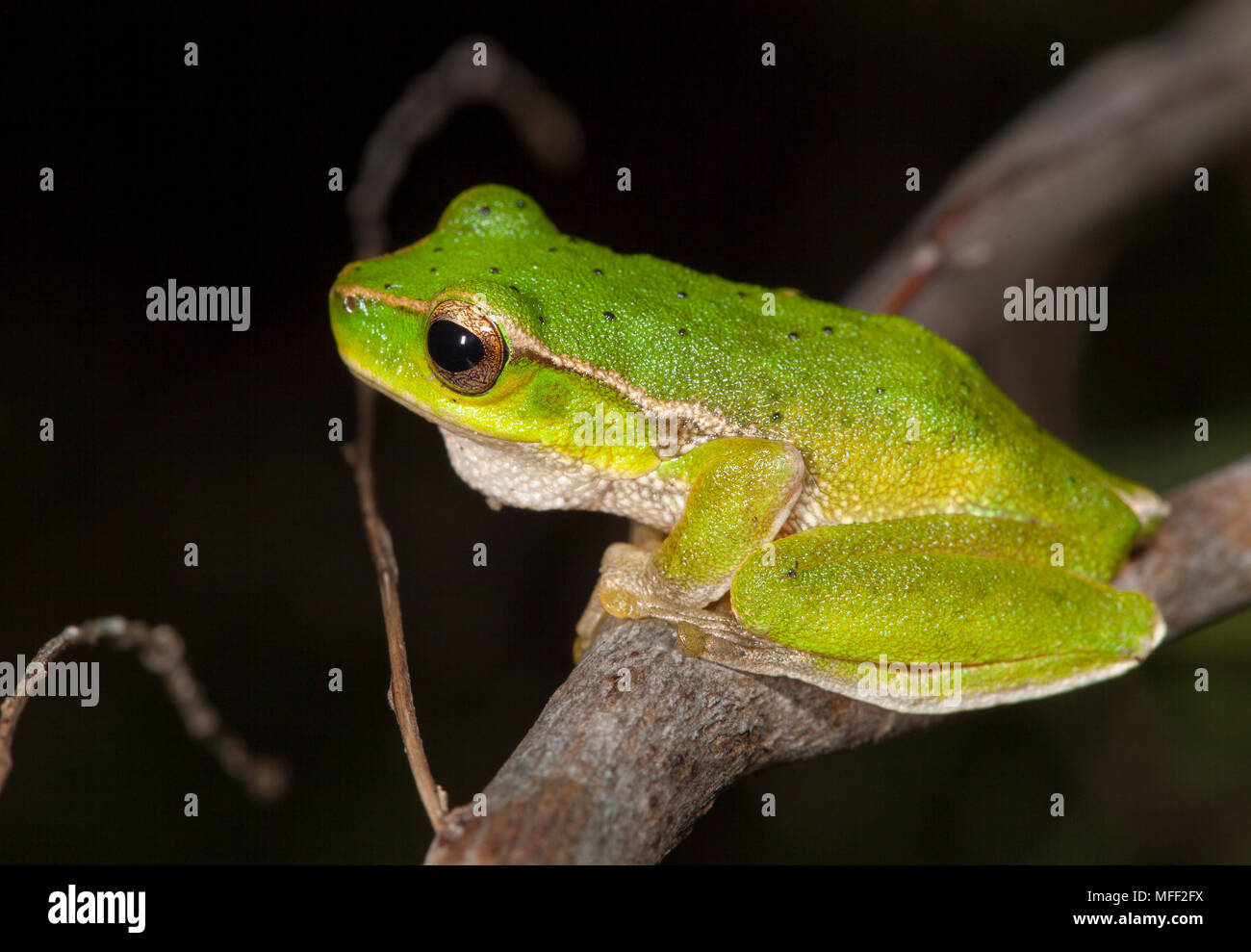 Mountain Stream Frog (Litoria barringtonensis), Fam. Hylidae, dark spots on its back are diagnostic, Myall Lakes National Park, New South Wales, Austr Stock Photo