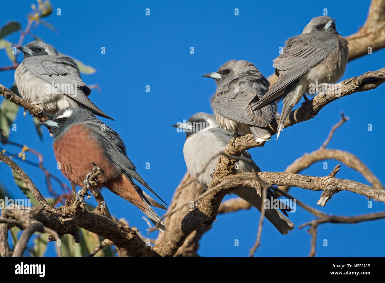 White-browed Woodswallow (Artamus superciliosus), Fam. Artamidae, Male, Grey birds are Masked Woodswallows (Artamus personatus), Mulyangarie Station, Stock Photo