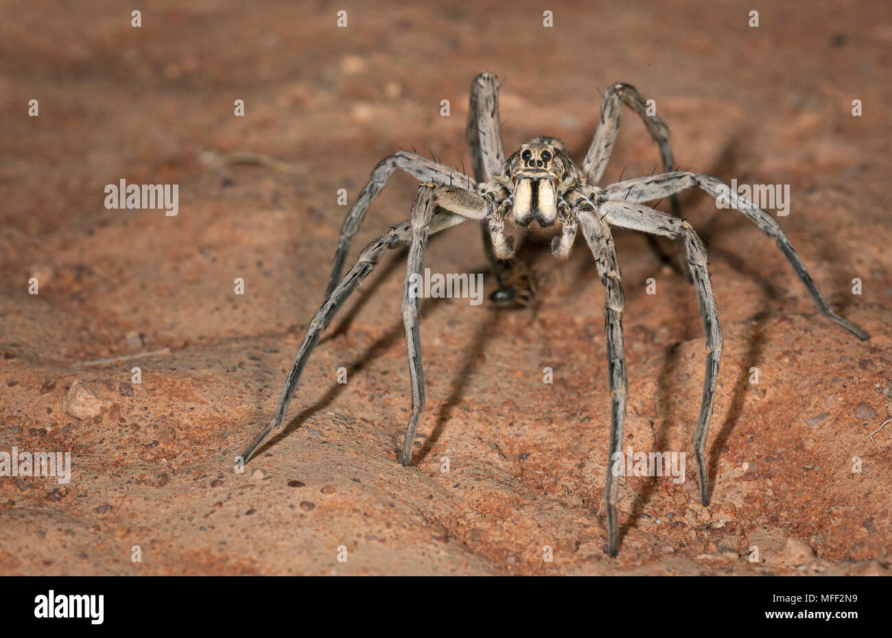 Desert Wolfspider, Fam. Lycosidae, Male, These large spider was active during the night, Mulyangarie Station, South Australia, Australia Stock Photo