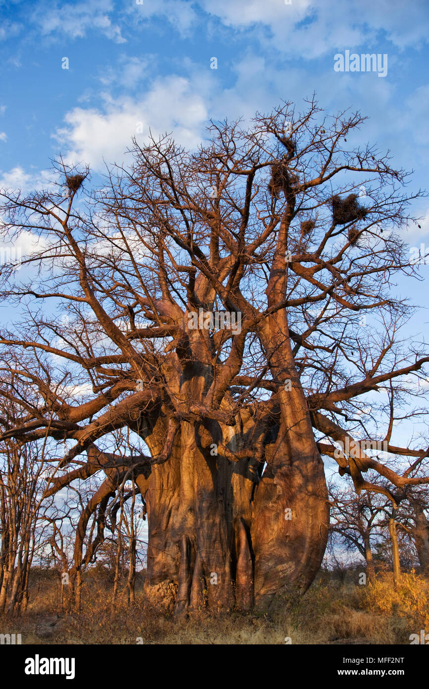 Baobab tree (Adansonia digitata) against blue skies. Date: 18.12.2008 ...