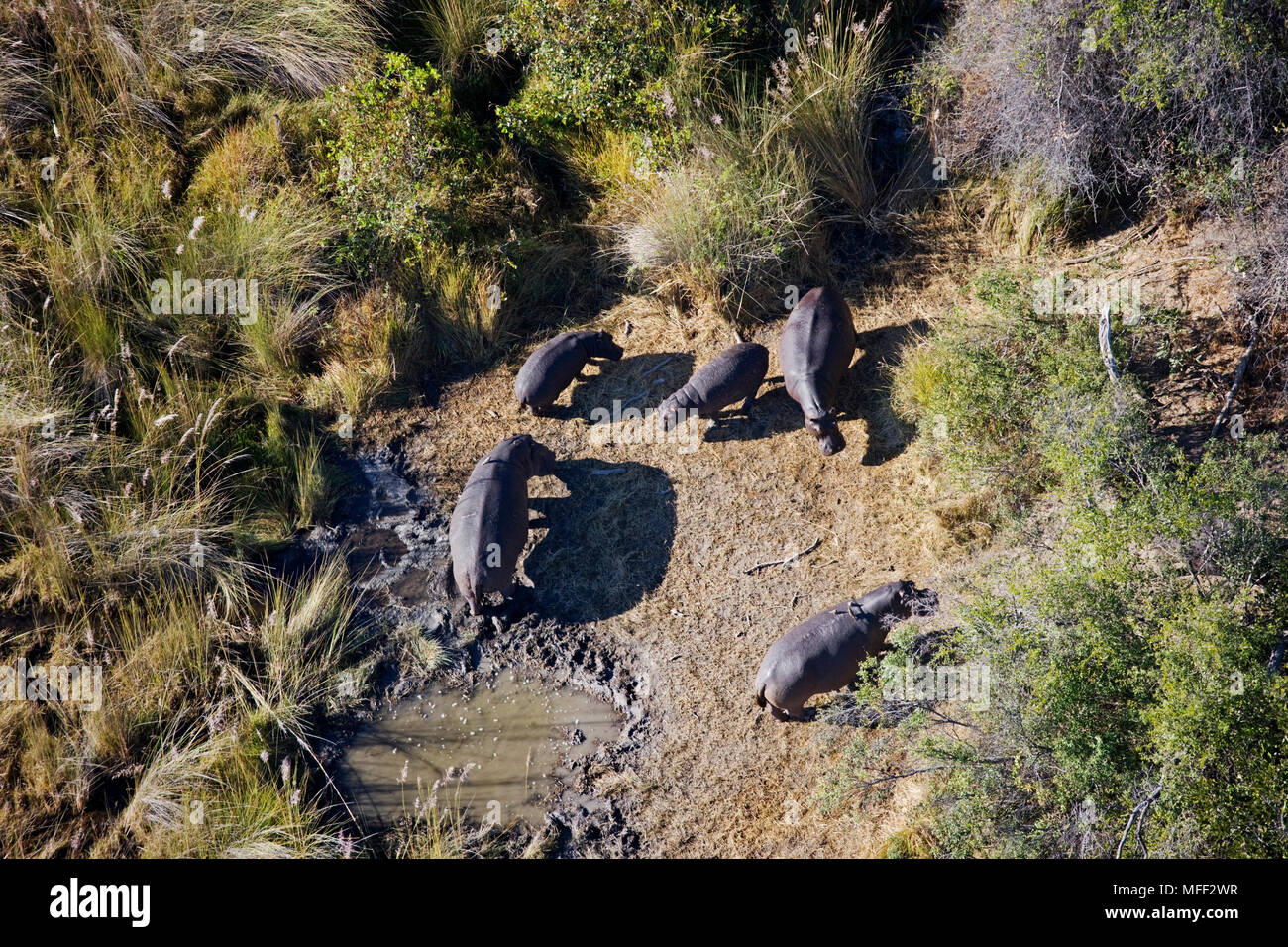 Aerial view of Hippopotamus  (Hippopotamus amphibius) over the Okavango Delta. Regarded to be Africa's most dangerous animal, and among the most aggre Stock Photo