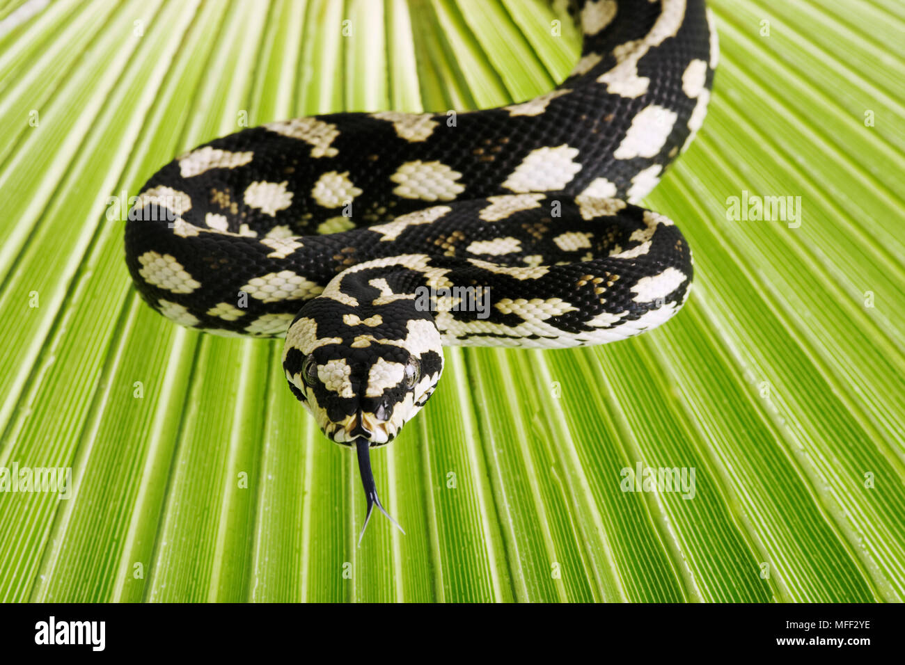 Jungle Carpet Python (Morelia spilota cheynei) Non-venomous python species found in rainforests areas. Dist. Atherton Tableland, northeastern Australi Stock Photo