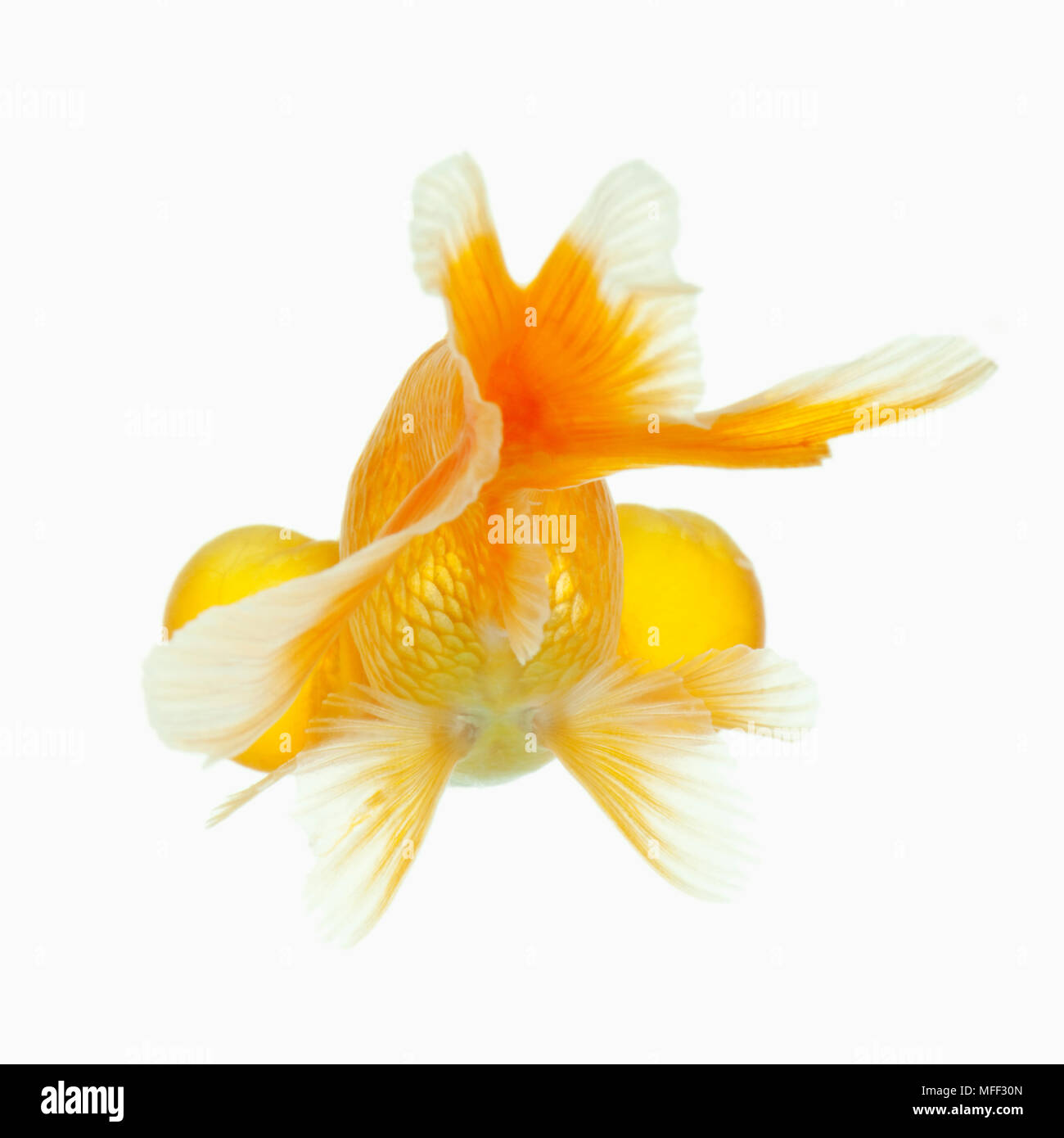black moor telescope goldfish sick black moor telescope goldfish sick