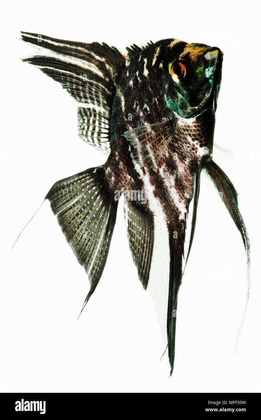 Black lace angelfish outlet