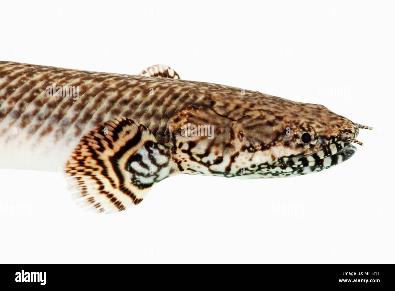 Polypterus fish (Polypterus ornatipinnis). Also known as Ornate Bichir. Distr. central and East Africa: Congo River Basin, Lake Tanganyika. Fresh wate Stock Photo