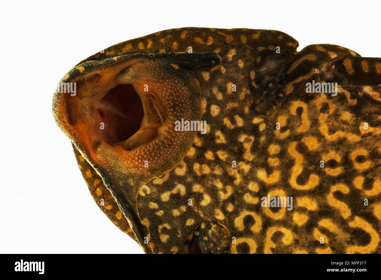 Sailfin Pleco fish (Glytoperichthys gibbiceps). Close up of mouth. Tropical freshwater fish also known as Common Pleco or Leopard Pleco. Dist. Brazil, Stock Photo