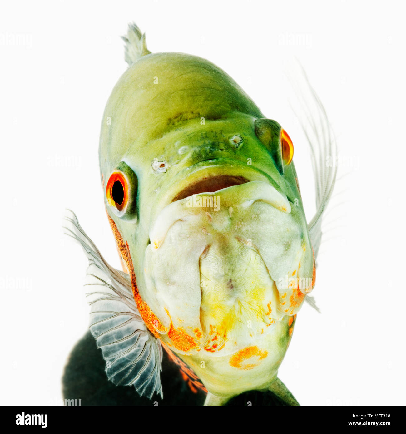 Oscar fish (Astonotus ocellatus). Tropical Freshwater fish. Also known as Tiger Oscar, Red Oscar, Oscar Cichlid, Velvet Cichlid, or Marble Cichlid. Di Stock Photo