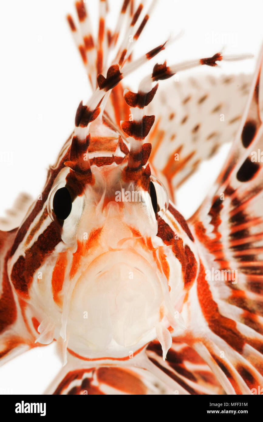 Spotfin Lion fish (Pterois antennata). Tropical marine reef fish also known as Antennata Lionfish and Ragged-finned Firefish. Dist. Indo -Pacific. Stu Stock Photo