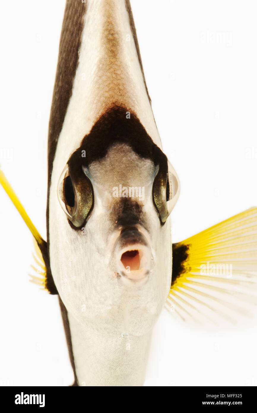 Frontal view of Long-fin Bannerfish (Heniochus acuminatus). Also known as Black and White Heniochus Butterfly Fish or Poor mans' Moorish Idol. Omnivor Stock Photo