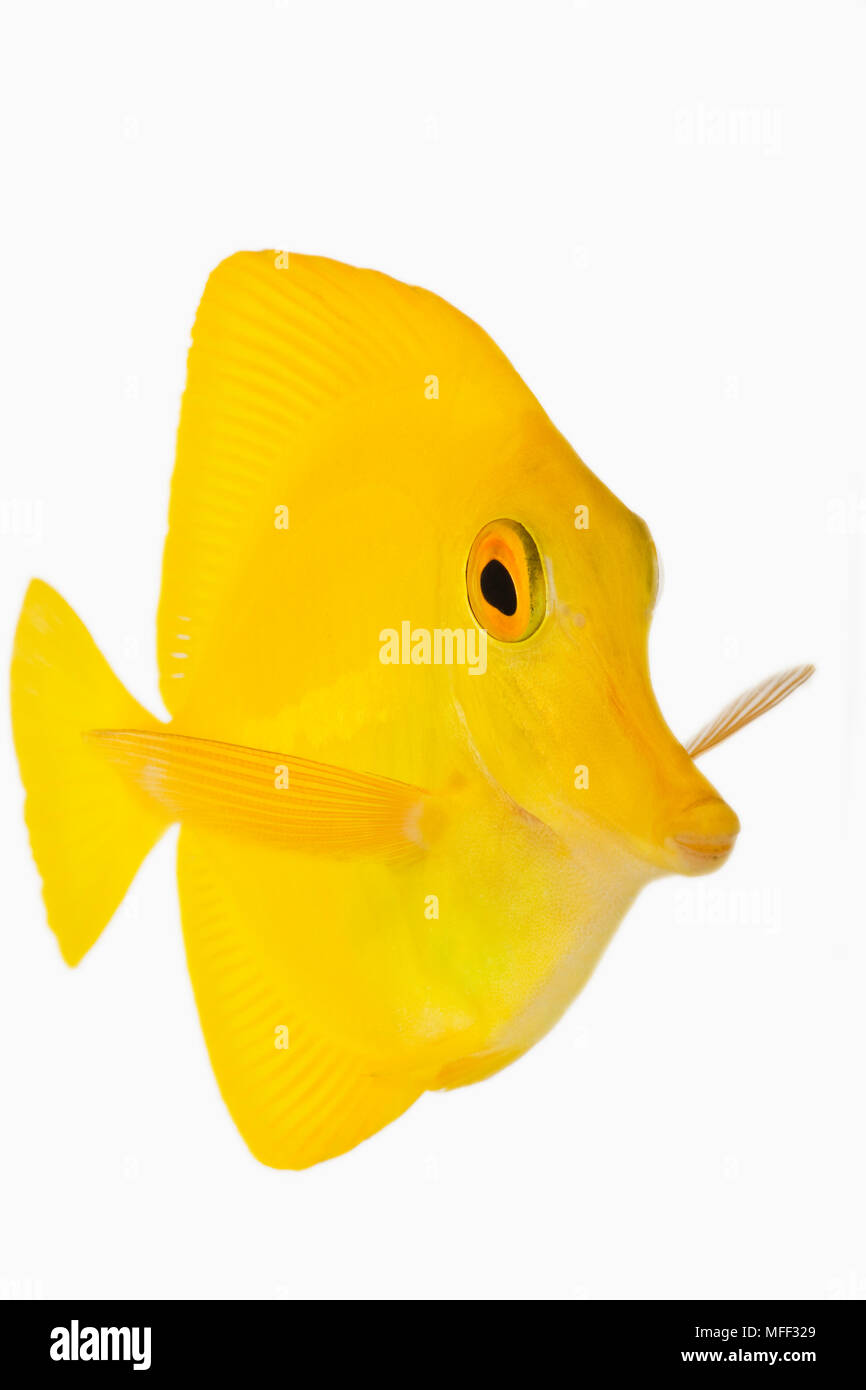 Front view of Yellow tang fish (Zebrasoma flavescens). Also known as Yellow Hawaiian Tang, Yellow Sailfin Tang or Yellow Surgeonfish. Herbivorous trop Stock Photo