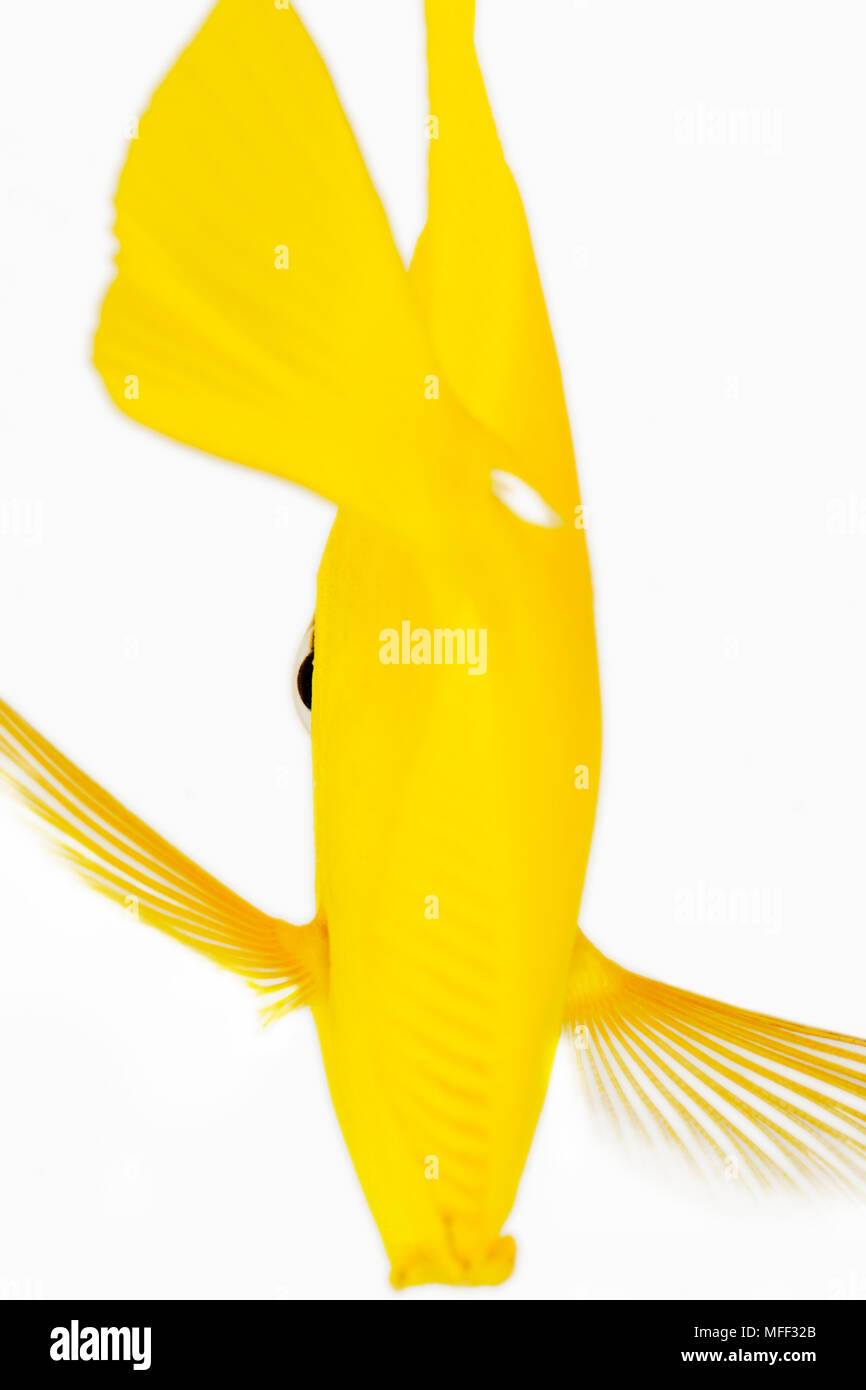 Back view of Yellow tang fish (Zebrasoma flavescens). Also known as Yellow Hawaiian Tang, Yellow Sailfin Tang or Yellow Surgeonfish. Herbivorous tropi Stock Photo
