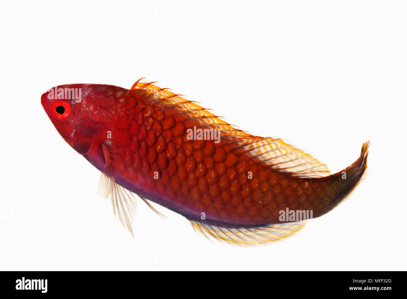 Fairy wrasse fish (Cirrhilabrus sp.). Tropical marine reef fish that feeds on zooplanktons in the wild. Dist. Indo Pacific region. Studio shot against Stock Photo