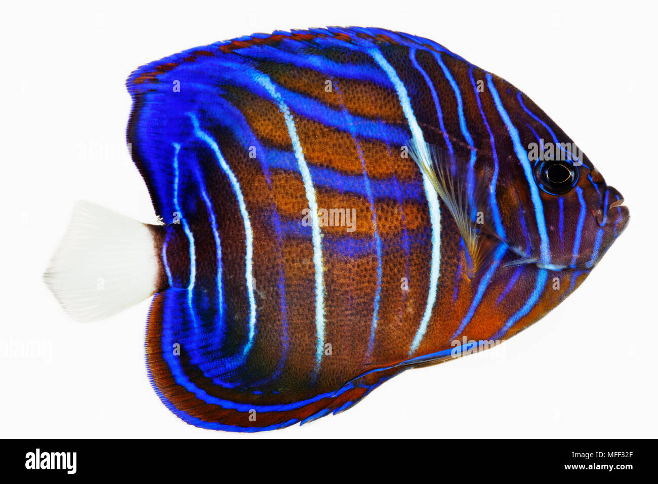 Annularis angelfish hi-res stock photography and images - Alamy