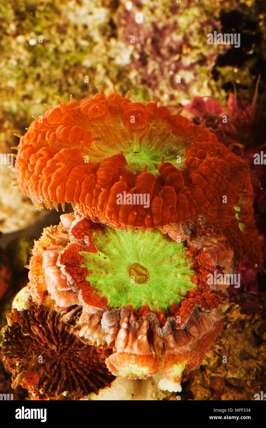 Wells’ pineapple coral (Blastomussa wellsi). Large Polyp Stony Coral that is also known as Blastomussa Coral, Swollen Open Brain Coral, Wellsi's Brain Stock Photo