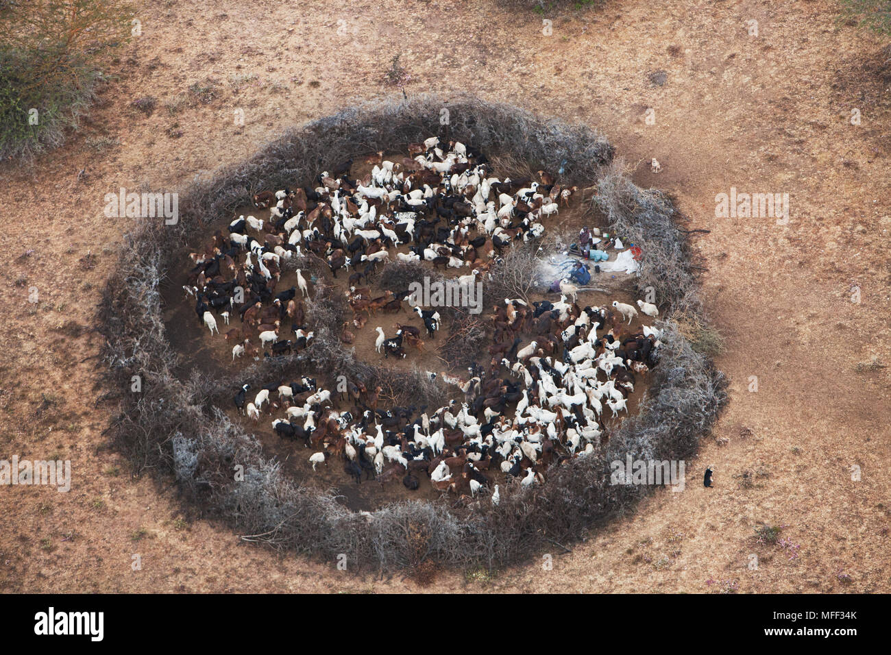 Aerial view of Maasai or Masai boma or enclosure. Livestock is kept ...