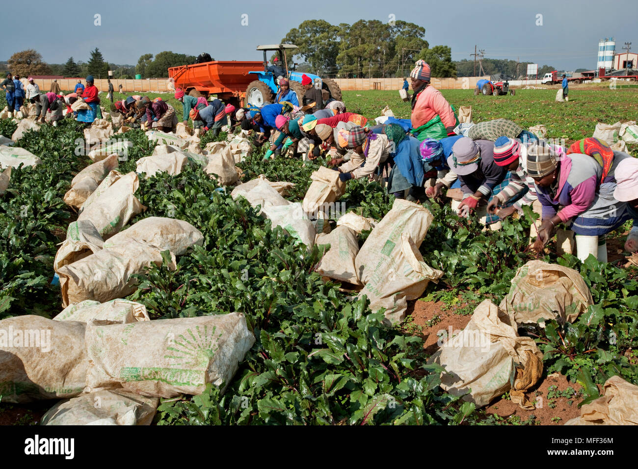 Commercial farming: Workers picking beetroot (Beta vulgaris) Kenya, Africa. Stock Photo
