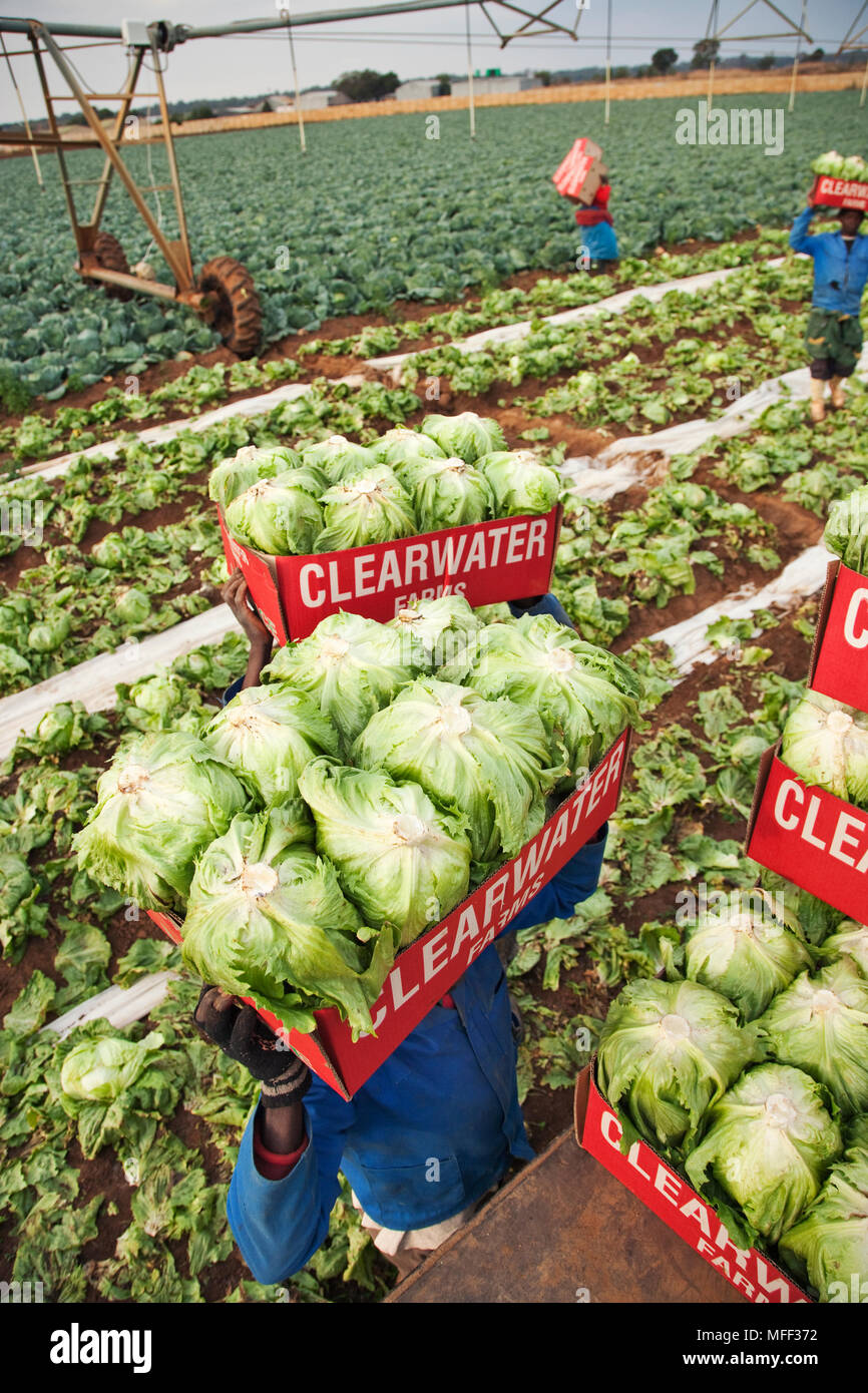Farm workers picking and collecting iceberg lettuce (lactuca sativa) for market. Kenya Stock Photo