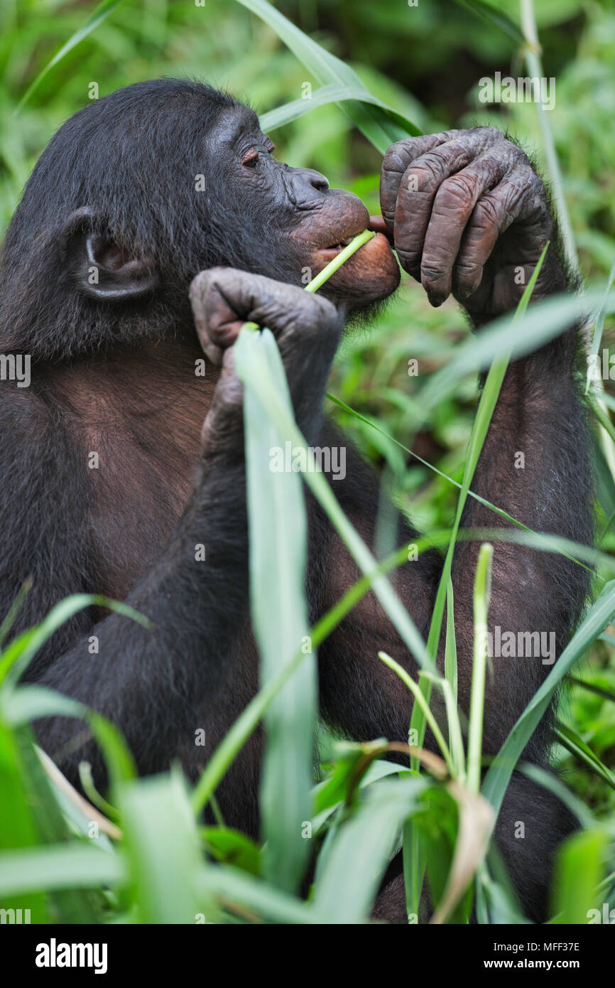 Bonobo/Pygmy chimpanzee (Pan paniscus) feeding, Sanctuary Lola Ya Bonobo Chimpanzee, Democratic Republic of the Congo. Captive Stock Photo