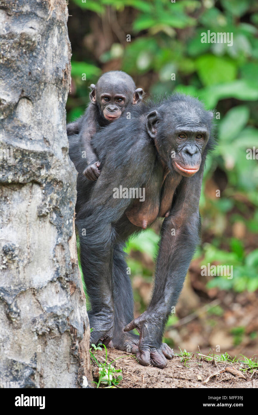 Bonobo/Pygmy chimpanzee (Pan paniscus) mother and young, Sanctuary Lola