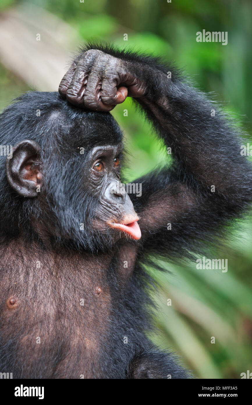 Фото обязаны. Бонобо обезьяна. Шимпанзе бонобо. Заповедник бонобо в Конго. Обезьяна думает.