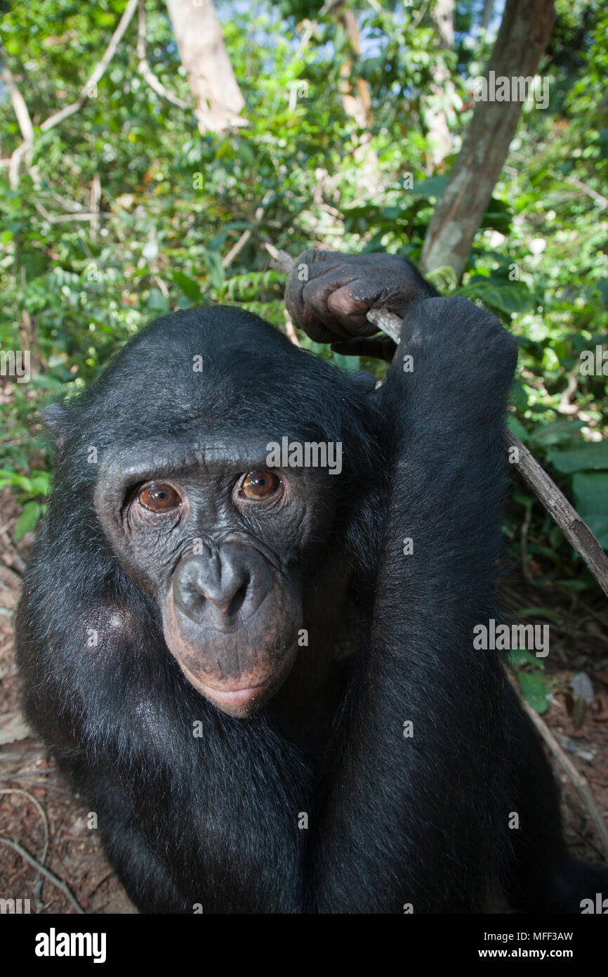 Bonobo/Pygmy chimpanzee (Pan paniscus) portrait, Sanctuary Lola Ya Bonobo Chimpanzee, Democratic Republic of the Congo. Captive Stock Photo