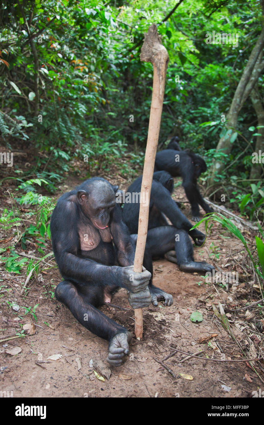 Bonobo/Pygmy chimpanzee (Pan paniscus) digging with stick, Sanctuary Lola Ya Bonobo Chimpanzee, Democratic Republic of the Congo. Captive Stock Photo