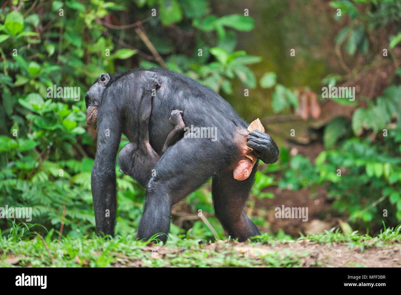 Bonobo Pygmy Chimpanzee Pan Paniscus Using Leaf To Wipe Genitals Sanctuary Lola Ya Bonobo