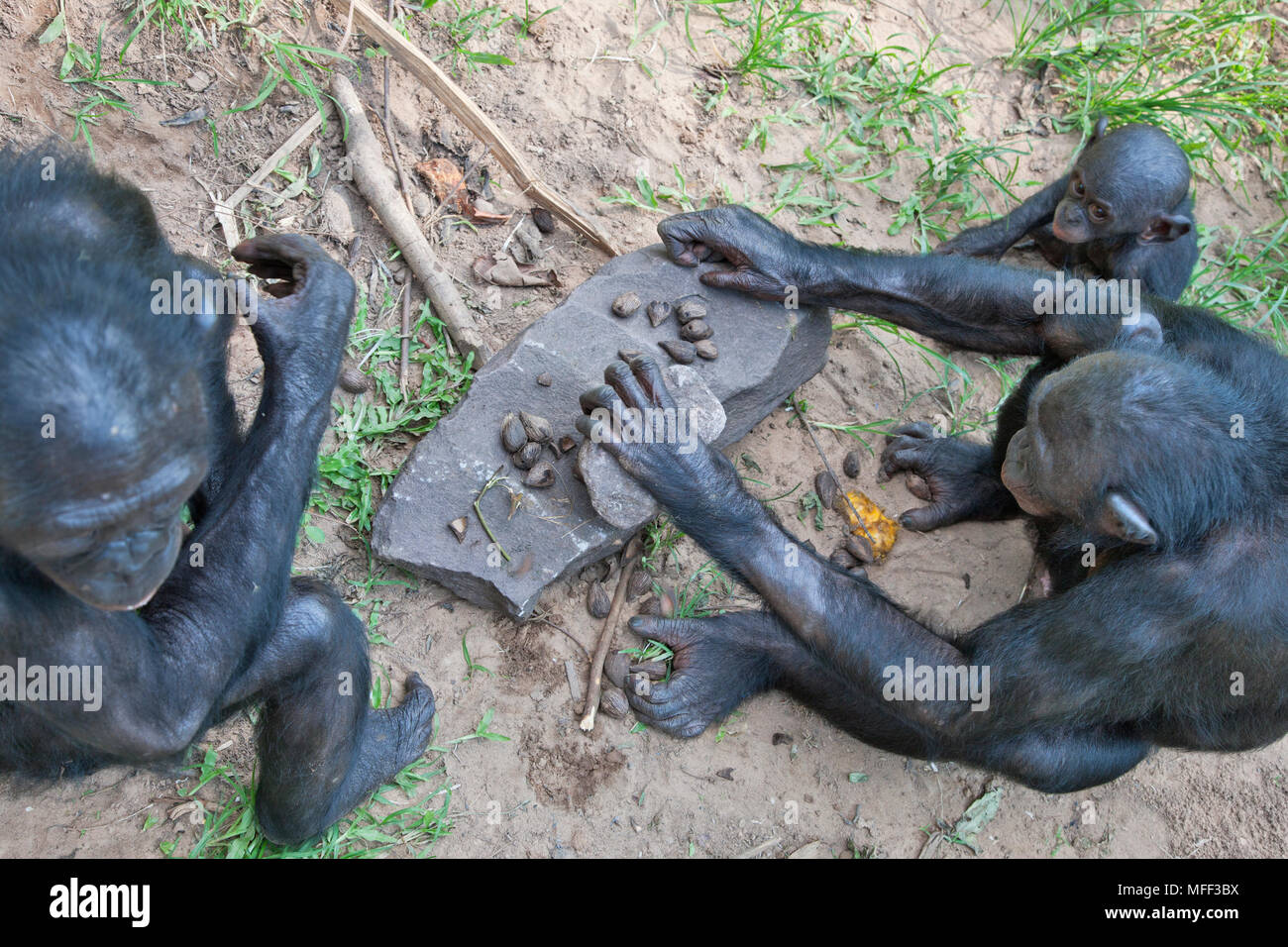 Bonobo/Pygmy chimpanzee (Pan paniscus) using a rock to break open nuts, Sanctuary Lola Ya Bonobo Chimpanzee, Democratic Republic of the Congo. Captive Stock Photo