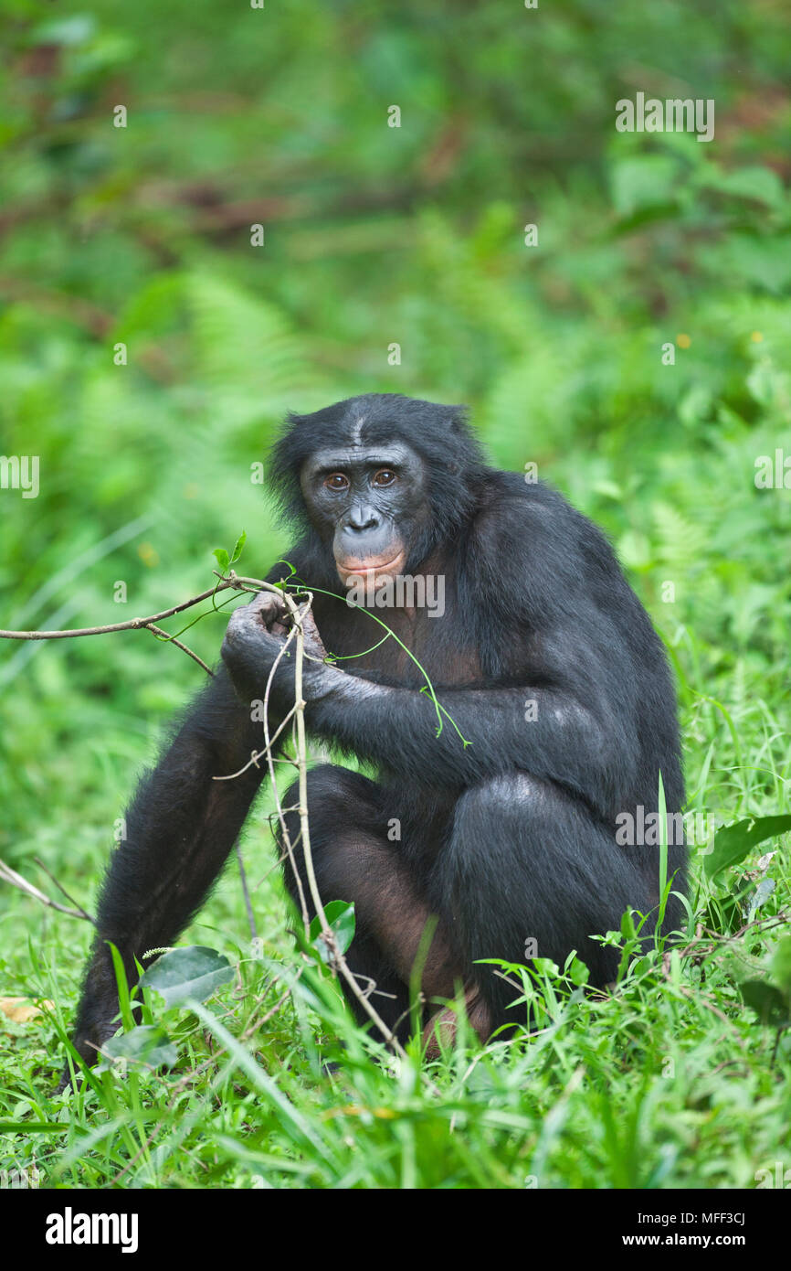 Bonobo/Pygmy chimpanzee (Pan paniscus) feeding, Sanctuary Lola Ya Bonobo Chimpanzee, Democratic Republic of the Congo. Captive Stock Photo