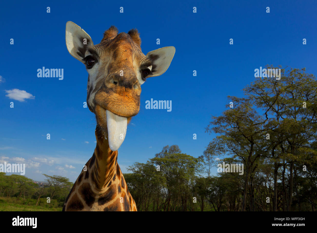 Rothschild Giraffe (Giraffa camelopardalis rothschildi) Is one of 9 subspecies of giraffe.Griaffe Manor Kenya. Dist. East Africa.Kenya Stock Photo