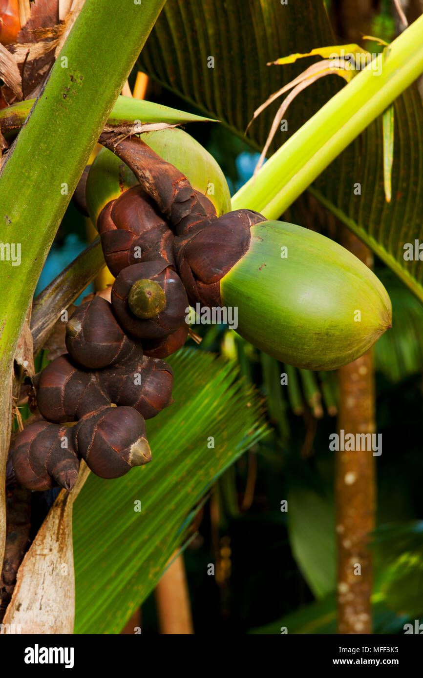 Coco de Mer palm (Lodoicea maldivica) female, endemic to the islands of Praslin and Curieuse in the Seychelles. Stock Photo