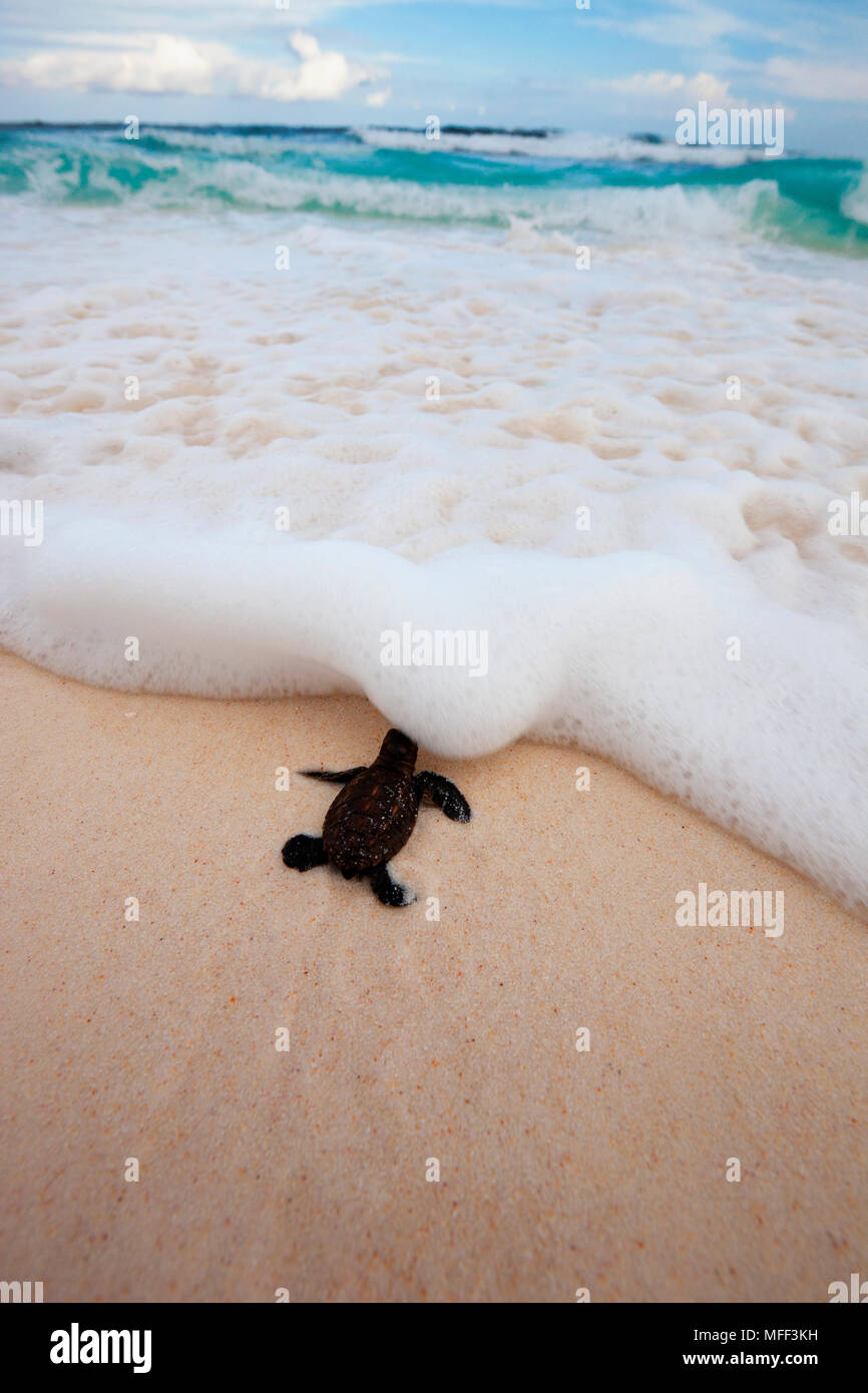 Hawksbill turtle (Eretmochelys imbricata). Hatchling heading down beach to the sea. Endangered species.  Cousine Island. Seychelles. Dist. Tropical an Stock Photo