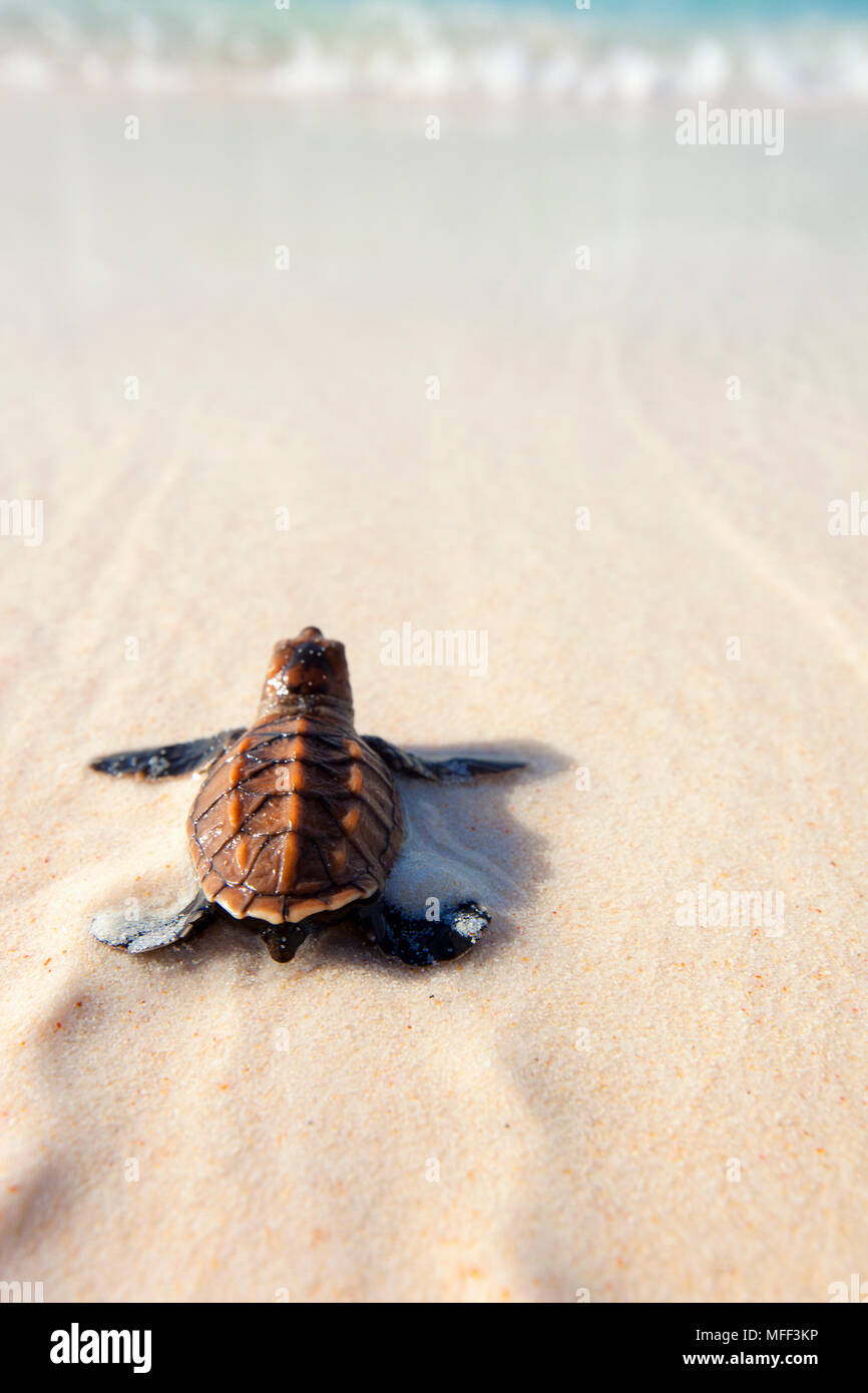 Hawksbill turtle (Eretmochelys imbricata). Hatchling heading down beach to the sea. Endangered species.  Cousine Island. Seychelles. Dist. Tropical an Stock Photo