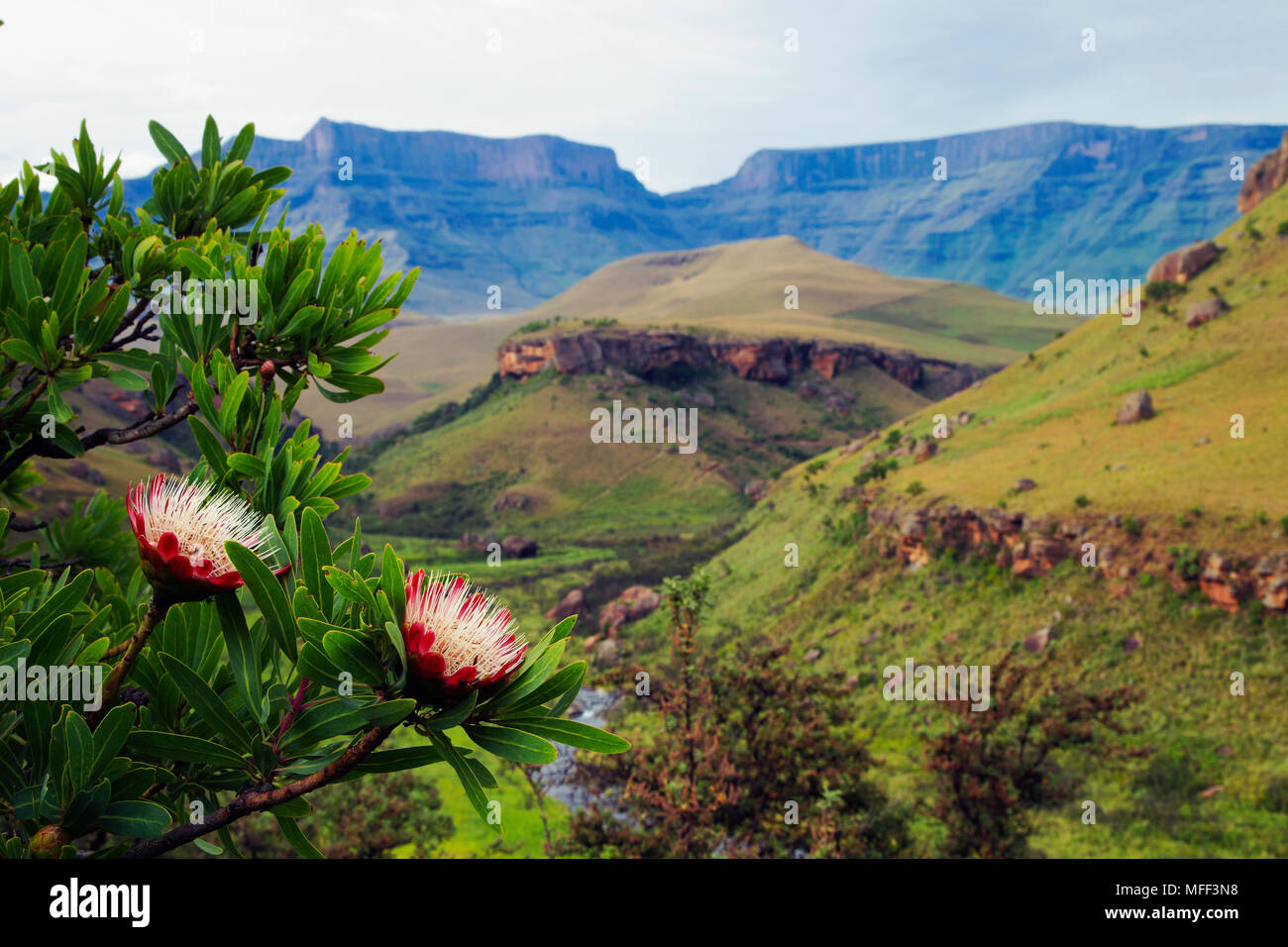 Protea cafira is a small tree or shrub which occurs in open or wooded grassland usually on rocky ridges Stock Photo