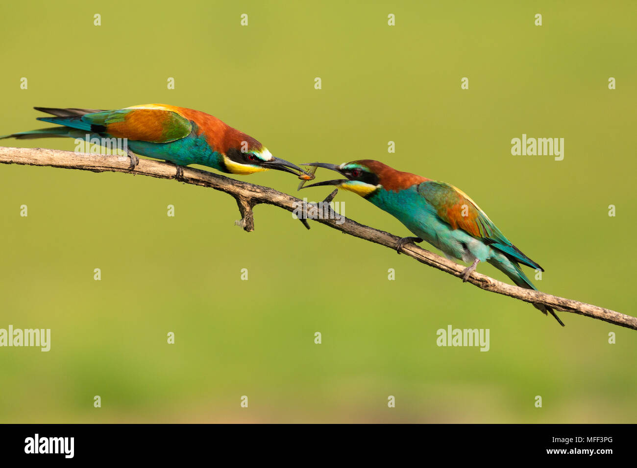 European bee-eater (Merops apiaster) in a courtship display. Hungary. Stock Photo